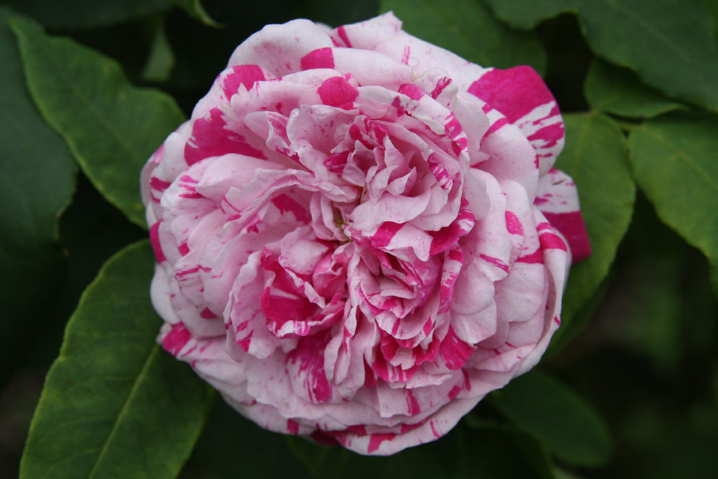 růže Variegata di Bologna