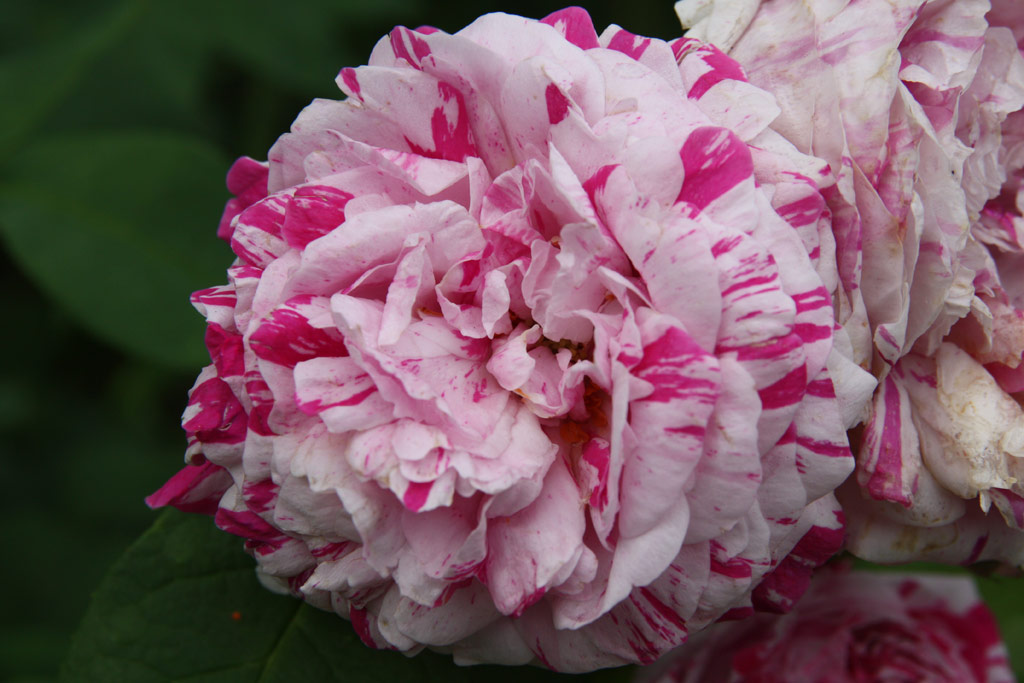 růže Variegata di Bologna