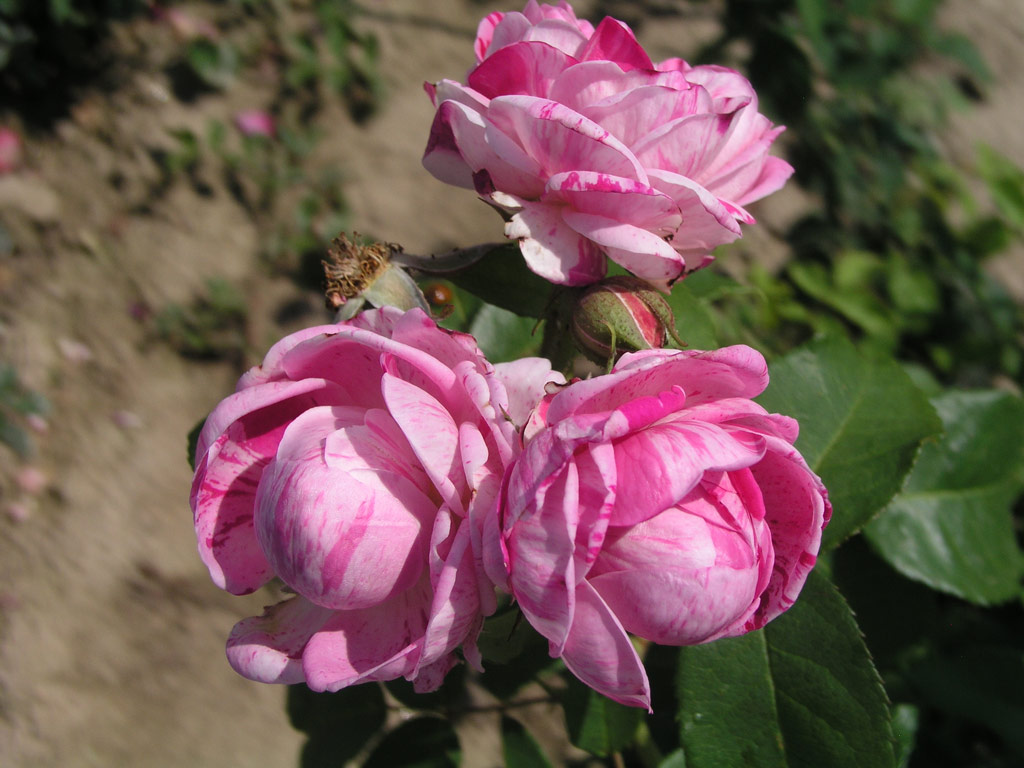 růže Variegata di Bologna