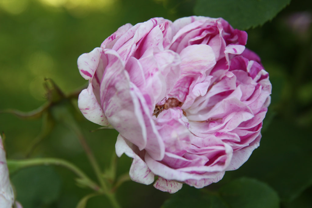 růže Variegata di Bologna