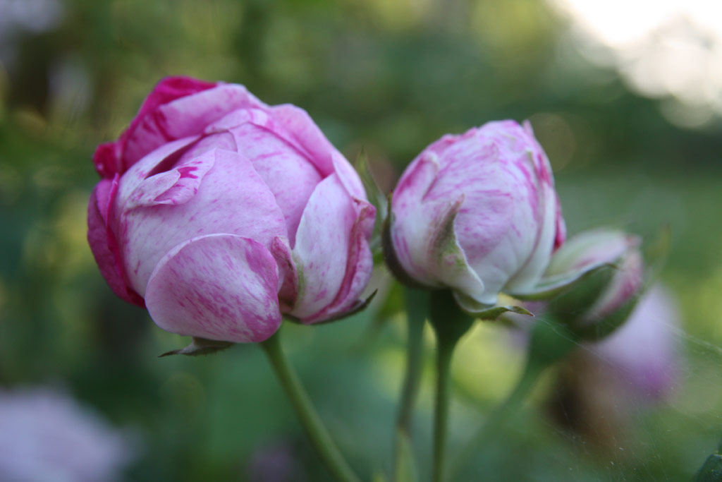 růže Variegata di Bologna