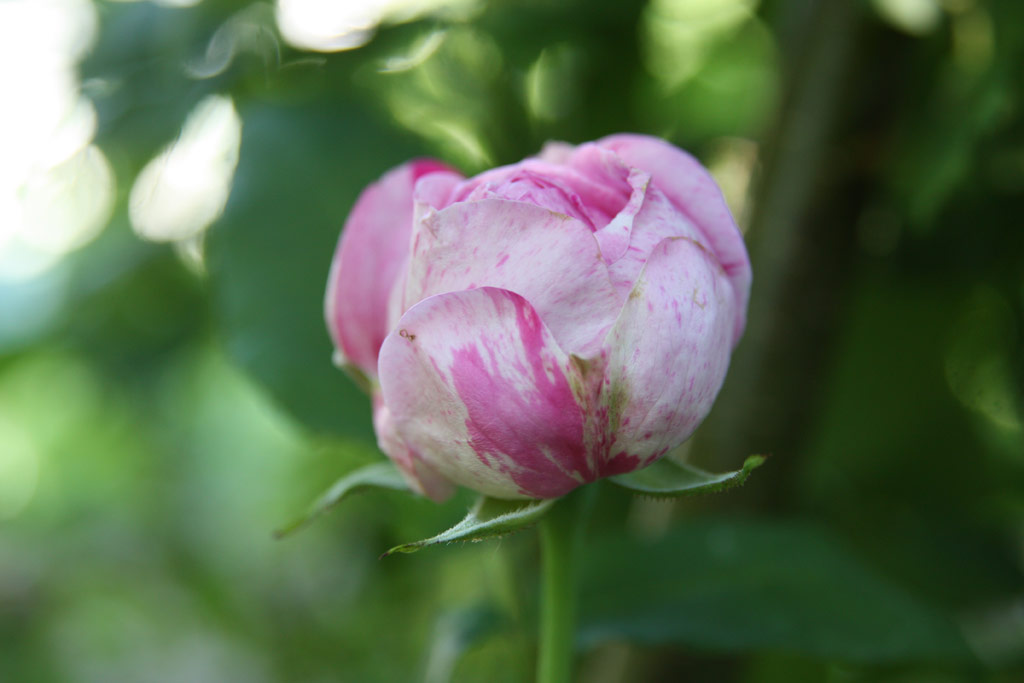 růže Variegata di Bologna