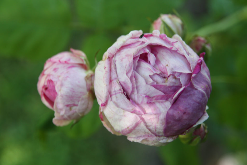 růže Variegata di Bologna