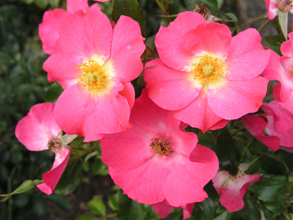 růže Vegesacker Charme