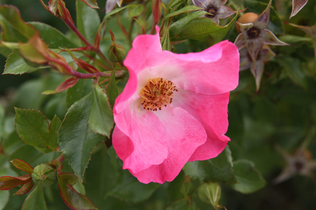 růže Vegesacker Charme