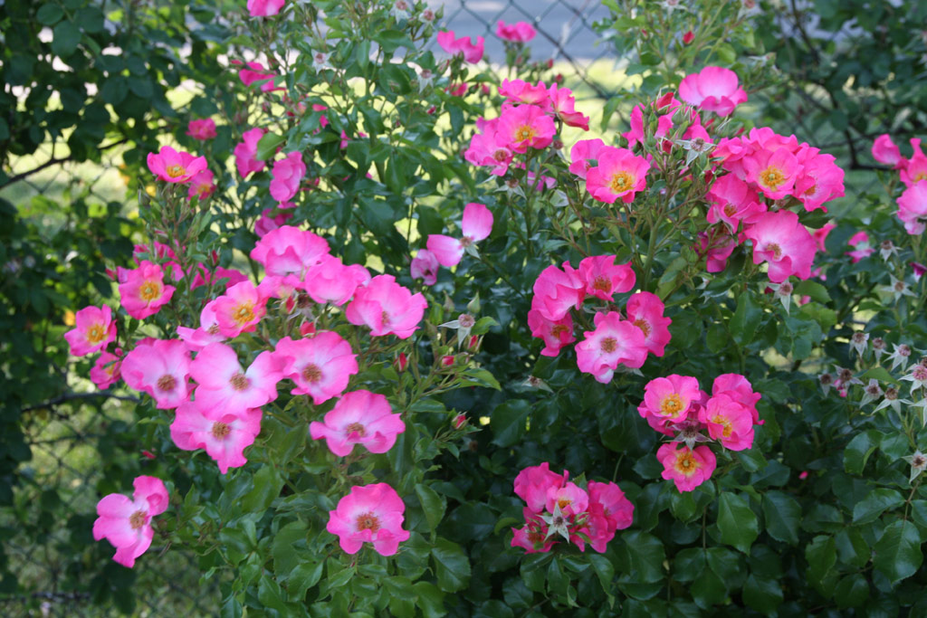 růže Vegesacker Charme