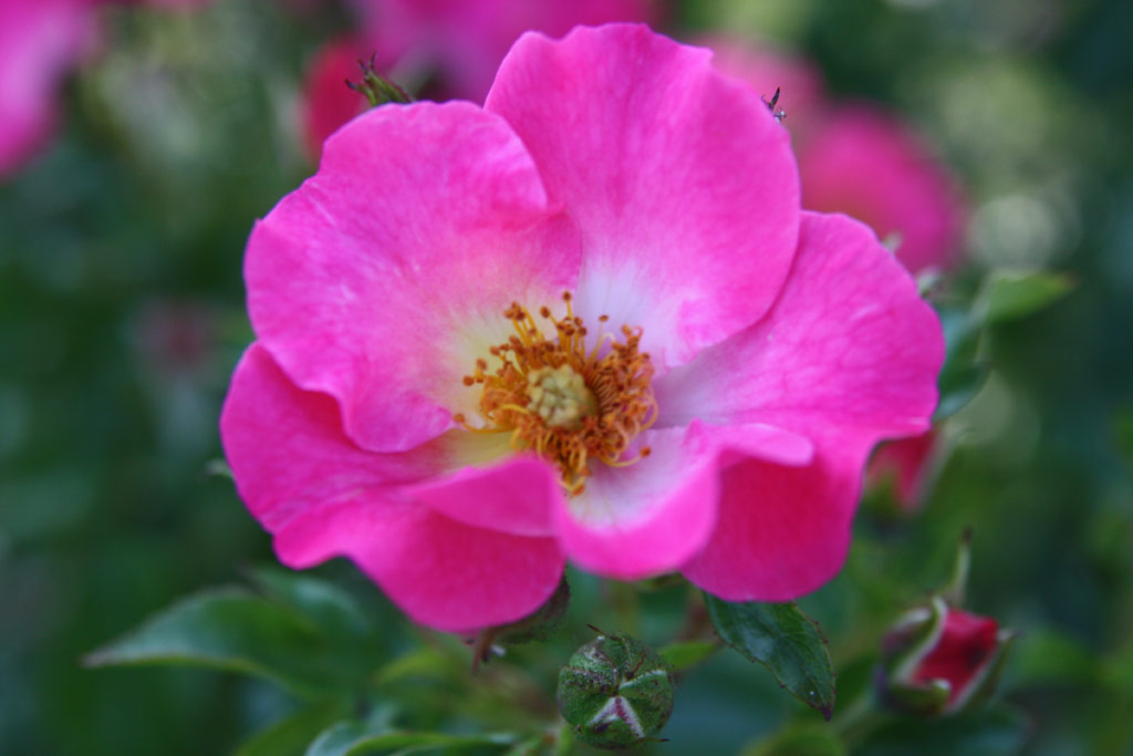 růže Vegesacker Charme