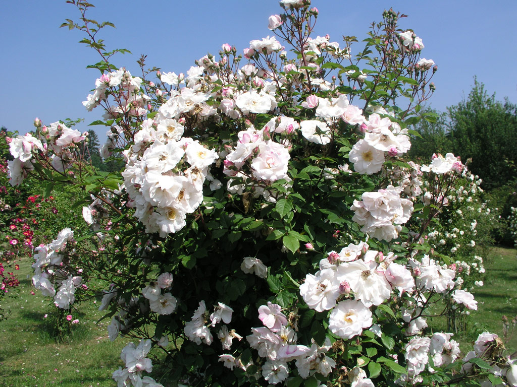 růže Venusta Pendula