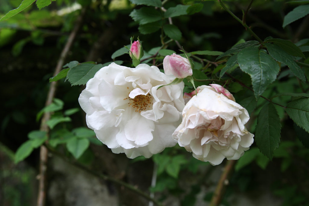 růže Venusta Pendula