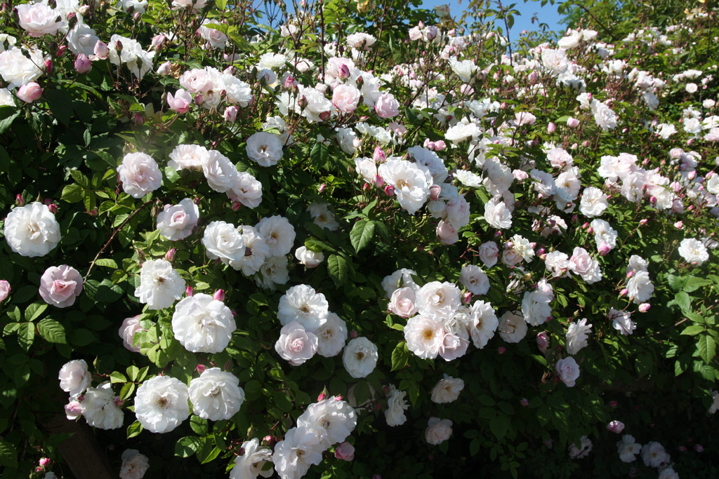růže Venusta Pendula