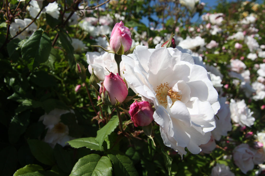 růže Venusta Pendula