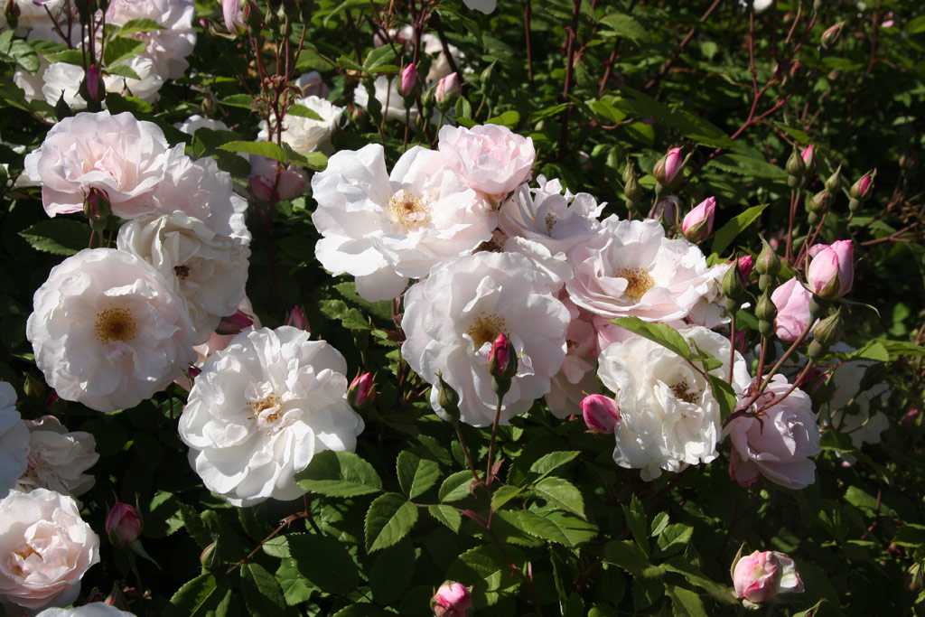 růže Venusta Pendula