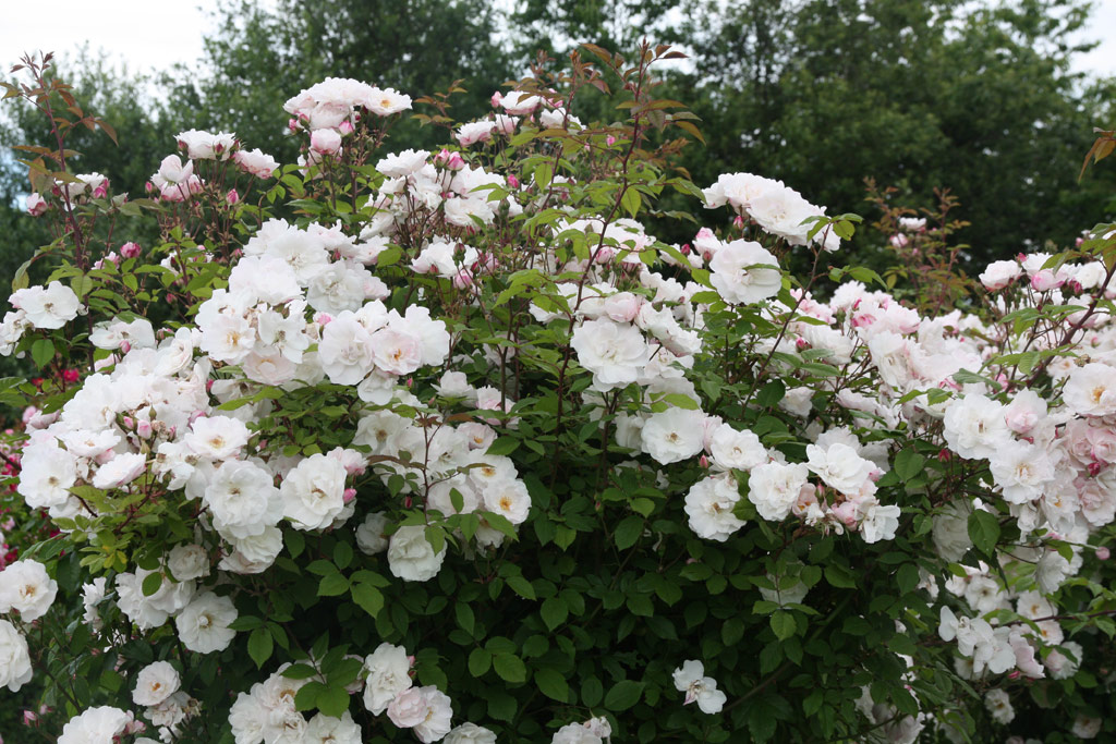 růže Venusta Pendula