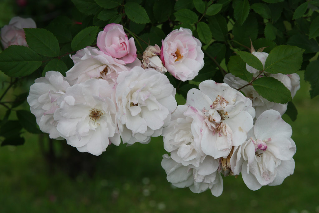 růže Venusta Pendula