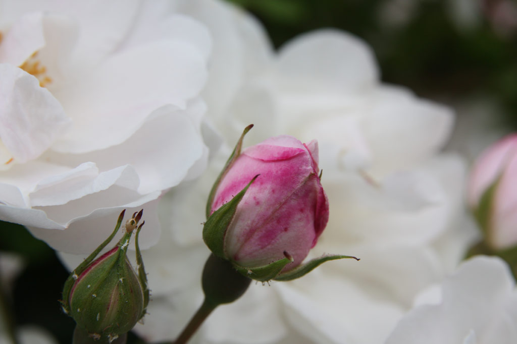 růže Venusta Pendula