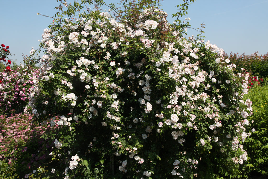 růže Venusta Pendula
