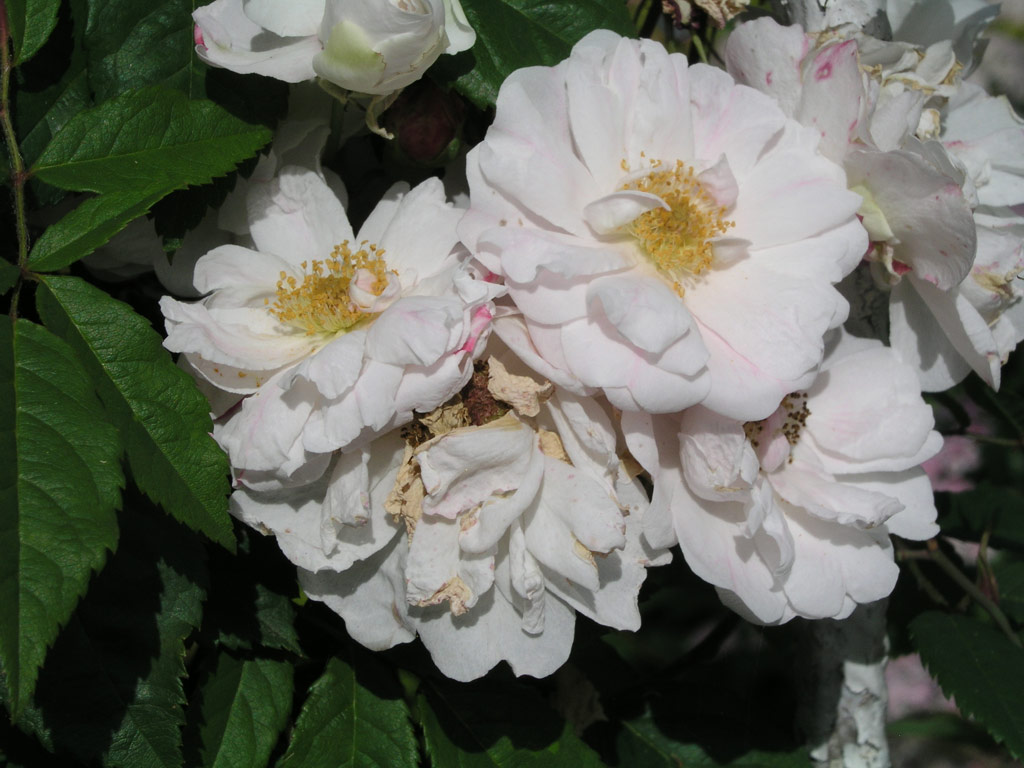 růže Venusta Pendula