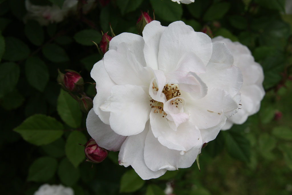 růže Venusta Pendula