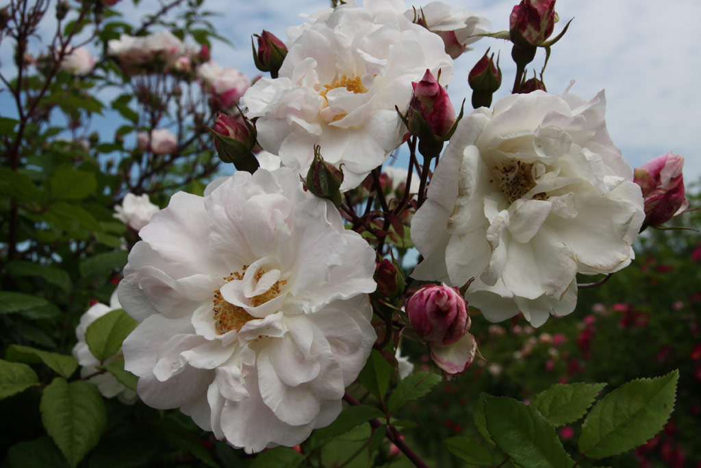 růže Venusta Pendula