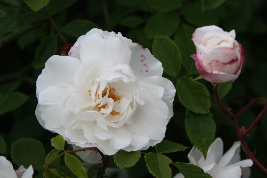 růže Venusta Pendula