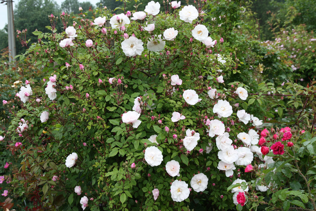 růže Venusta Pendula