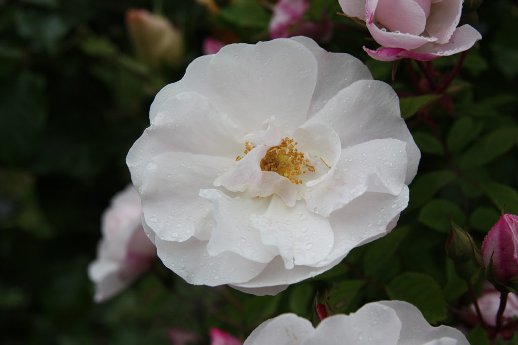 růže Venusta Pendula