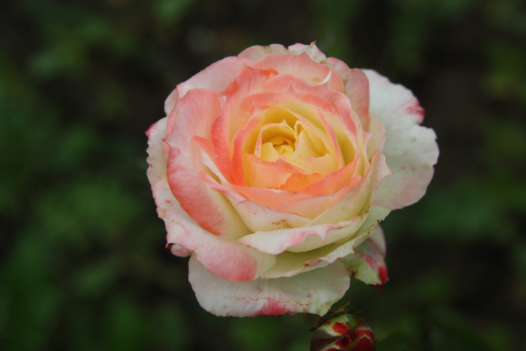 růže Veres Pln Emlke