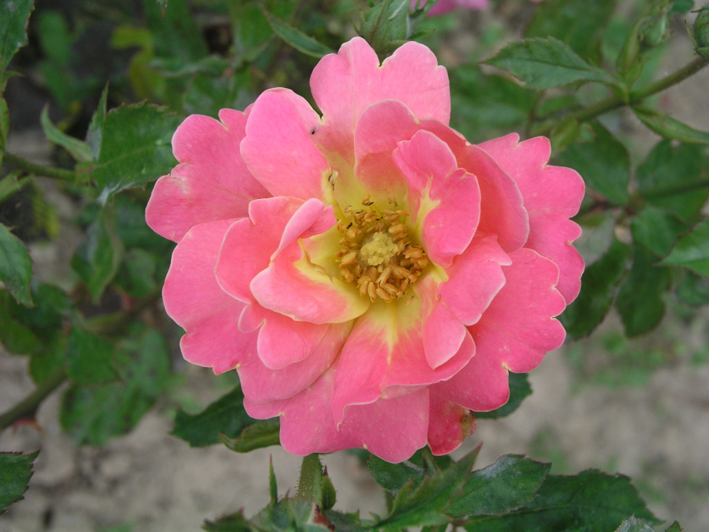 růže Veselyj Chorovod