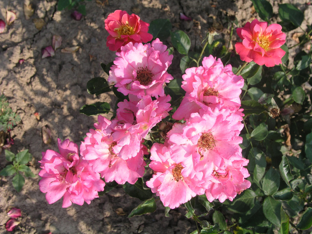 růže Veselyj Chorovod