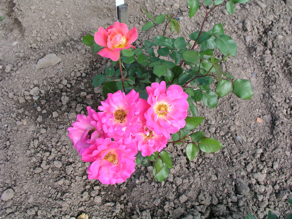 růže Veselyj Chorovod