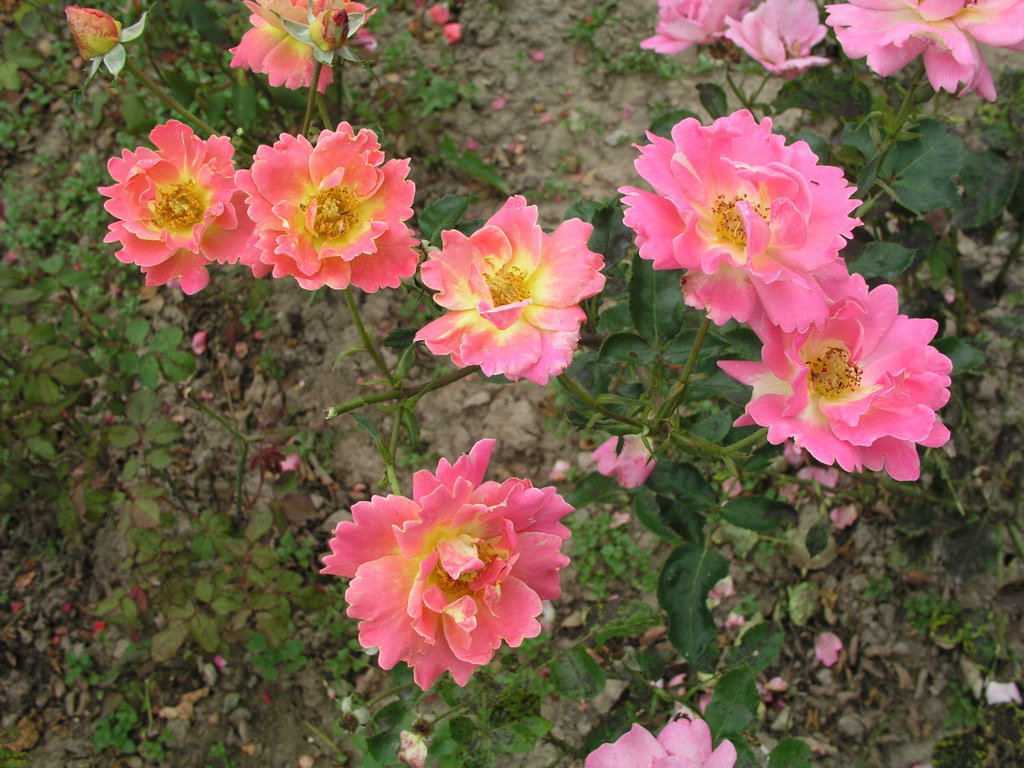 růže Veselyj Chorovod