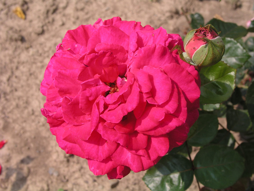 růže Vesennyj Aromat