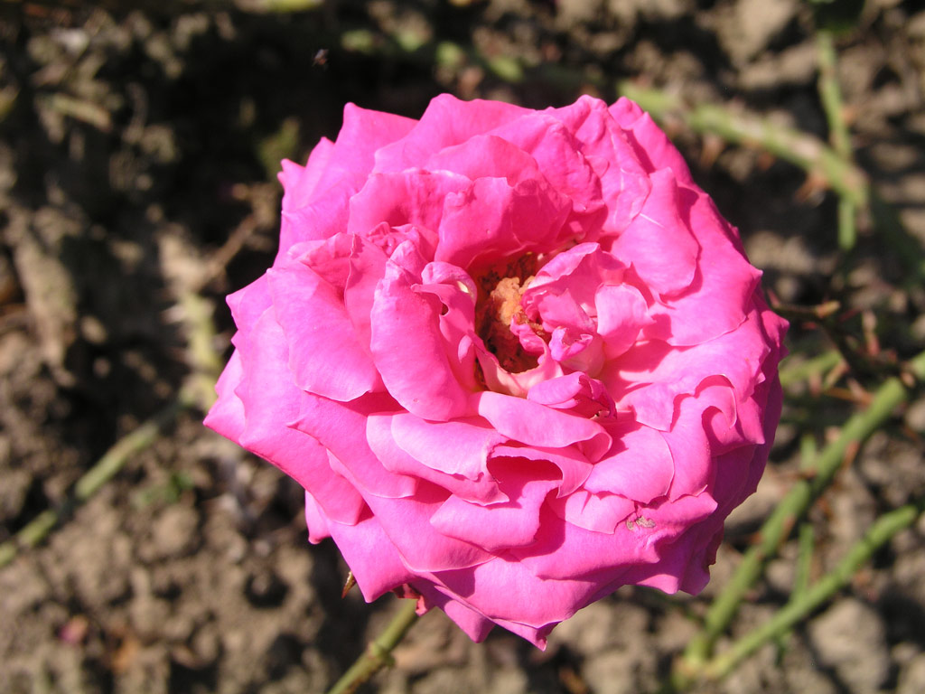 růže Vesennyj Aromat