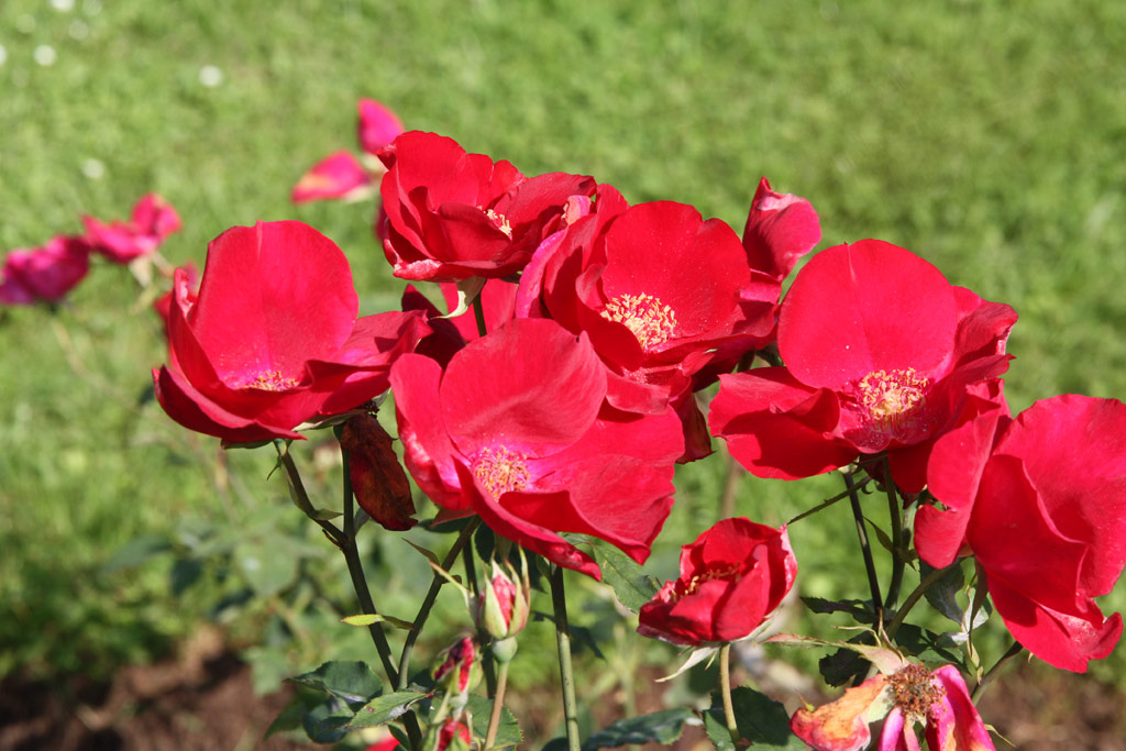 růže Vesuvius (Mc Gredy)