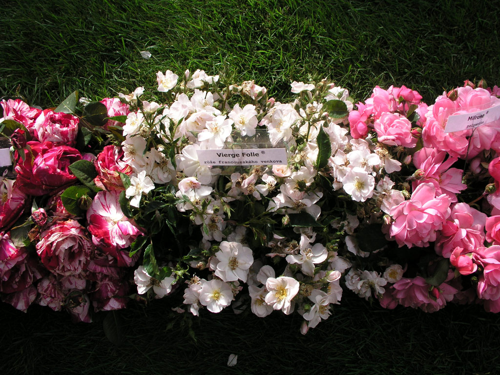 růže Vierge Folle