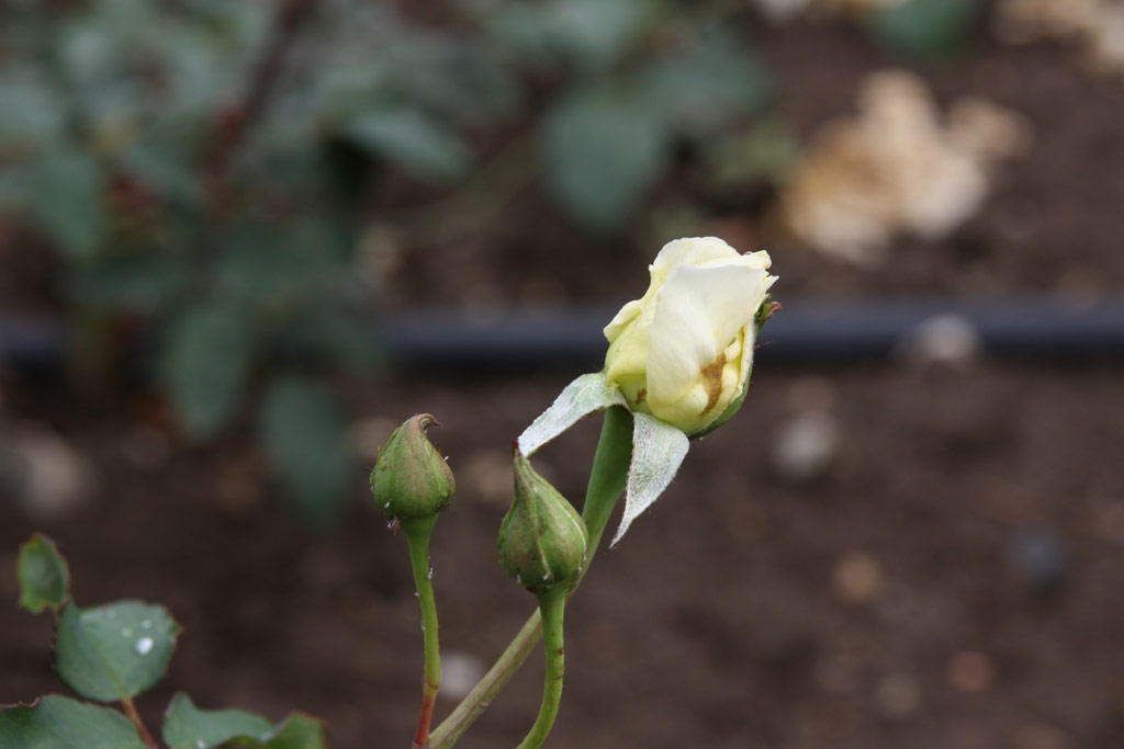 růže Vinzenz Bergers Weisse