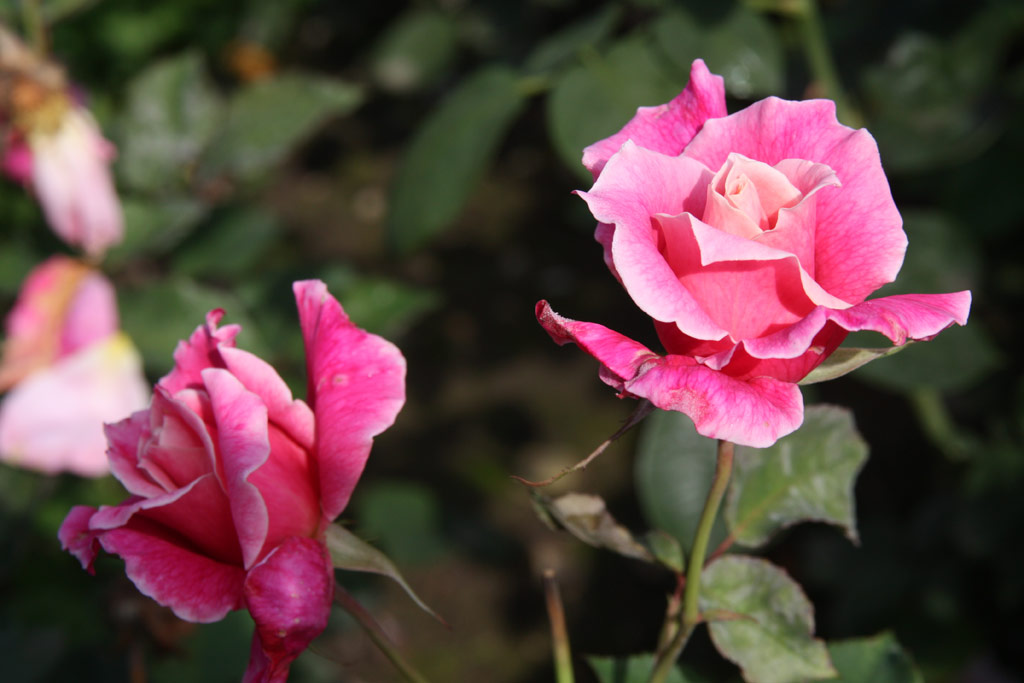 růže Violet Wilton