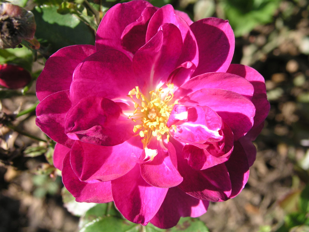 růže Violetta (Harkness)