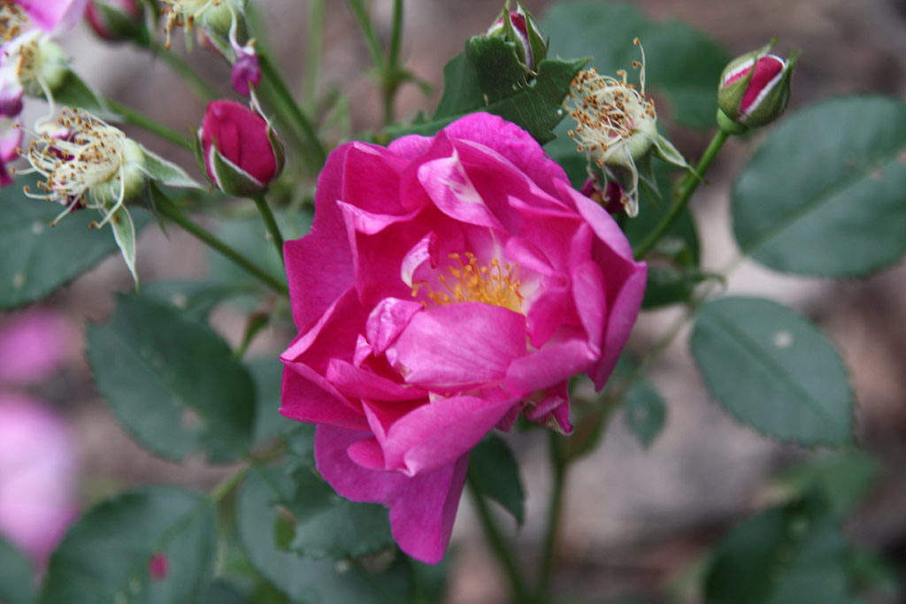 růže Violetta (Harkness)