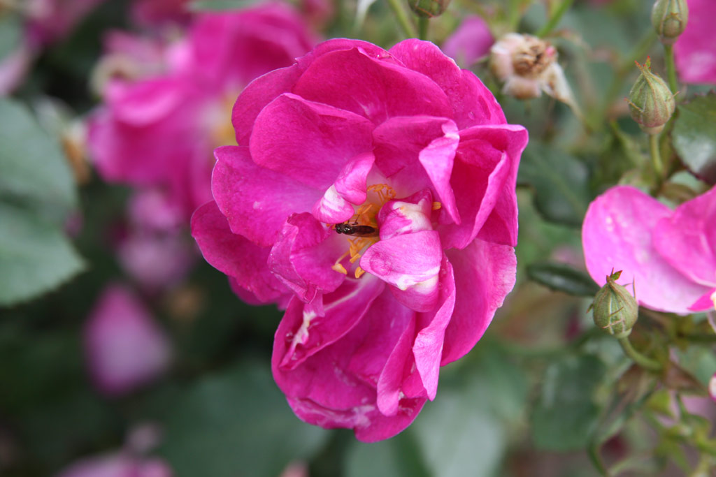 růže Violetta (Harkness)