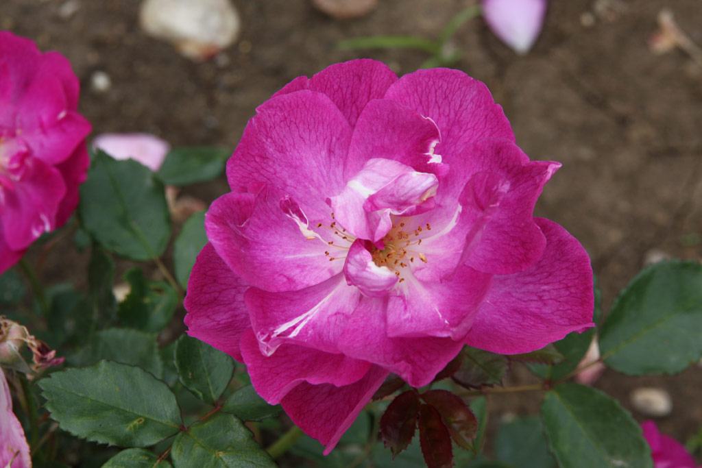 růže Violetta (Harkness)