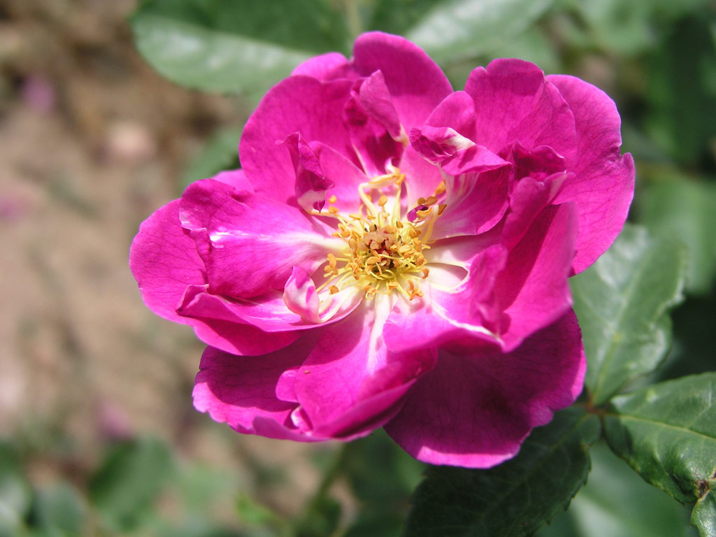 růže Violetta (Harkness)