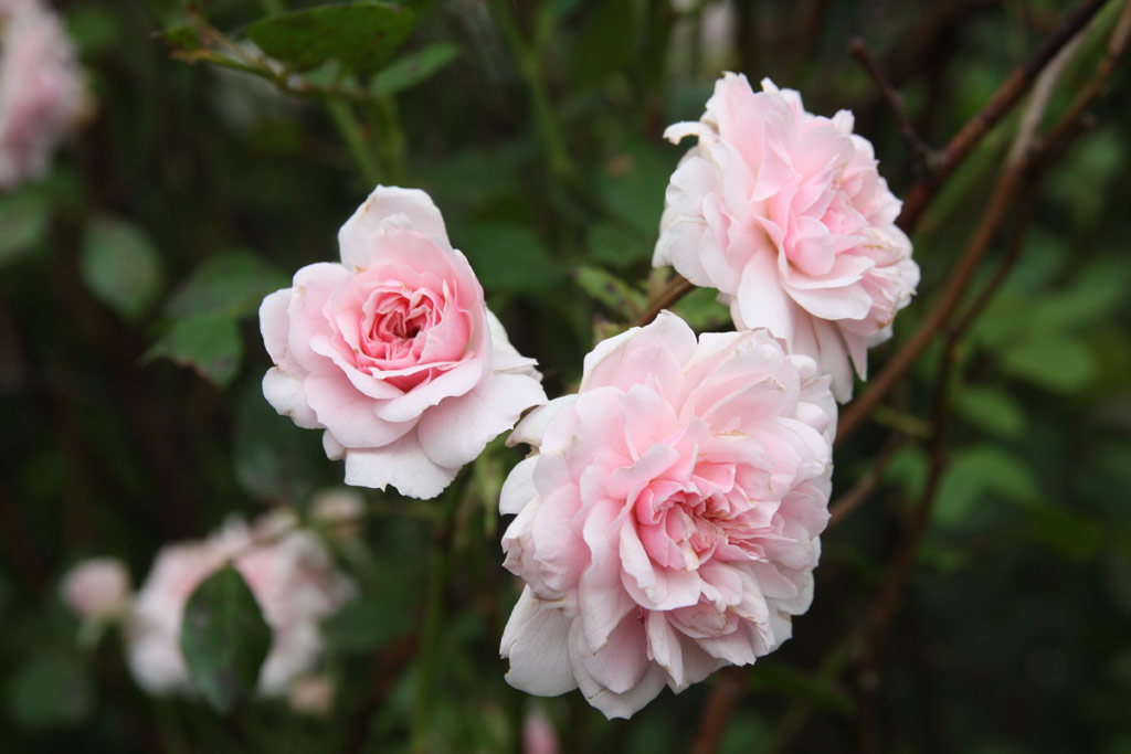 růže Virg Benedek Emlke