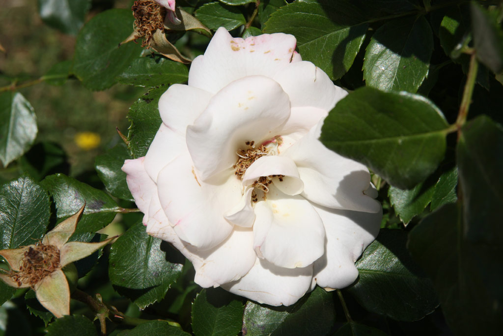 růže Vogelpark Walsrode