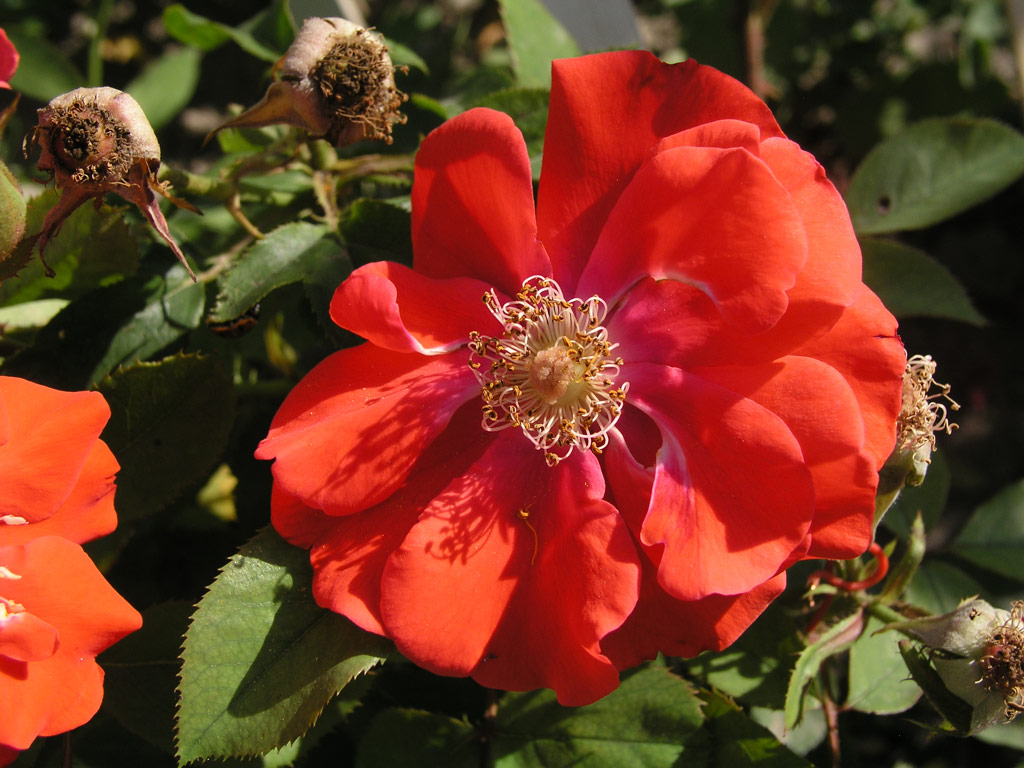 růže Vrssipksok Emlke