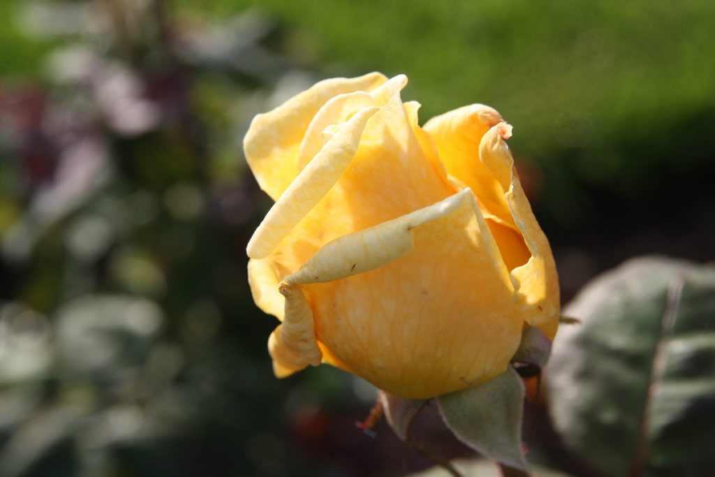 růže W. E. Wallace