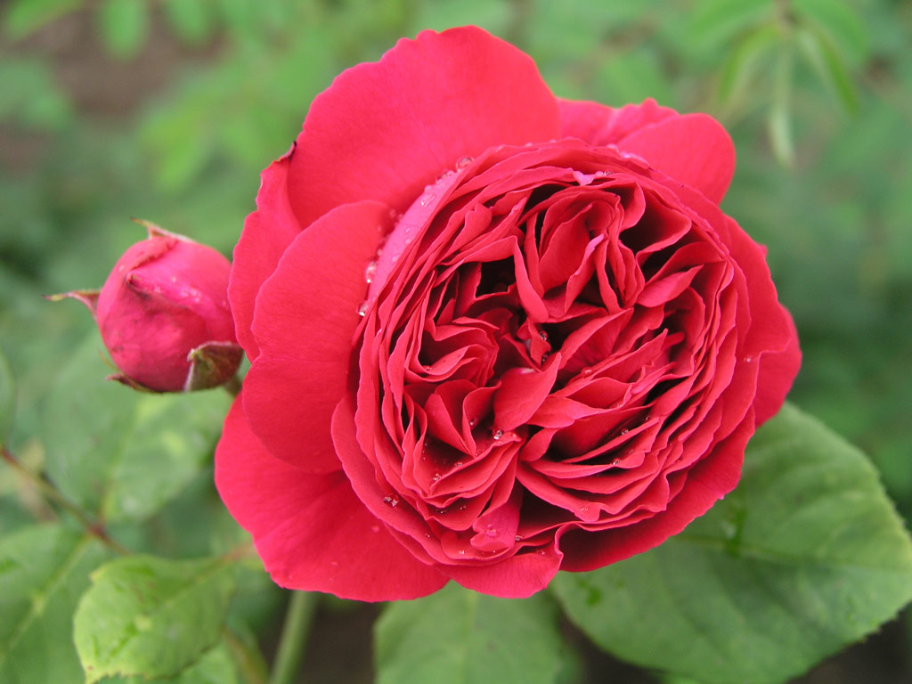 růže Wenzel Geschwind