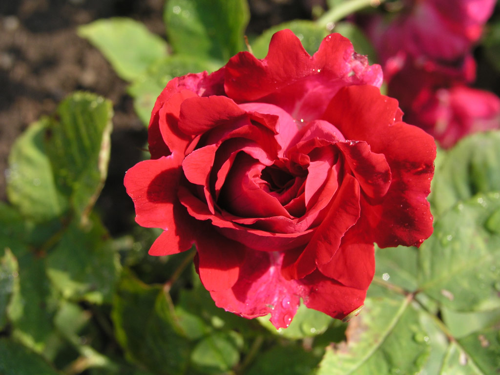 růže Wenzel Geschwind