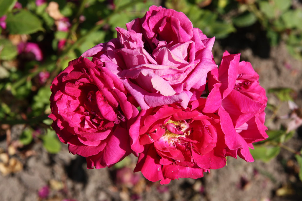 růže Wenzel Geschwind