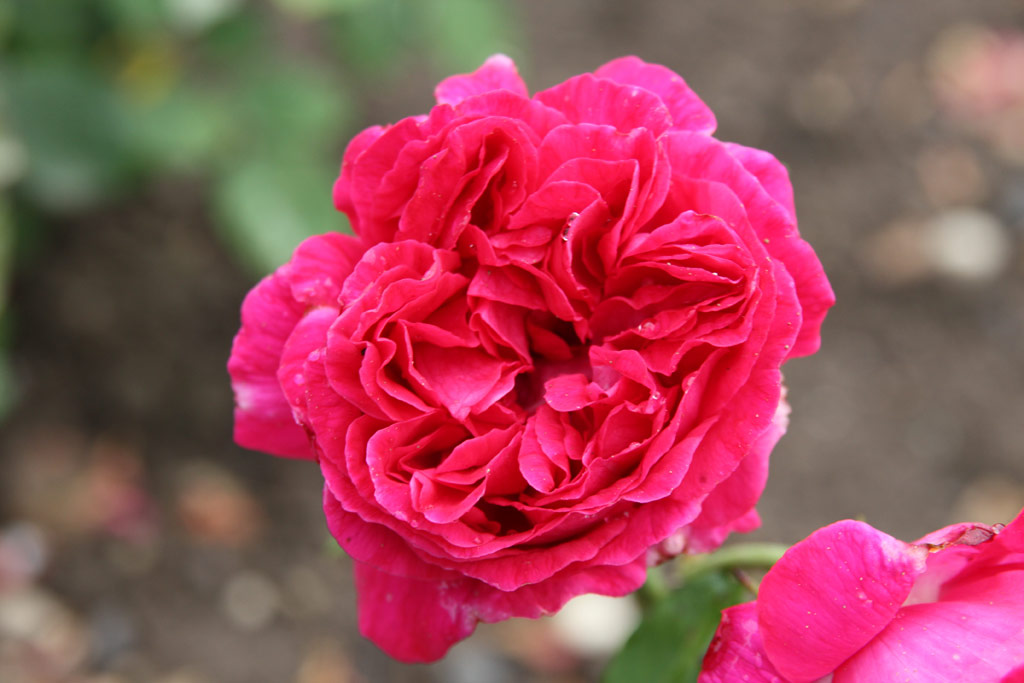 růže Wenzel Geschwind